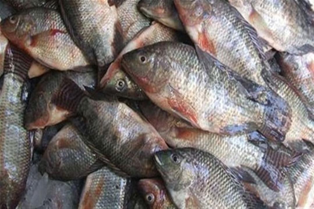 قبل شم النسيم.. الصحة تعلن عن ضبط 53 طن أسماك مملحة فاسدة