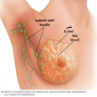 المراحل المختلفة لسرطان الثدي