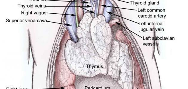 عضو عضلي يقع بين الرئتين وخلف عظمة القص