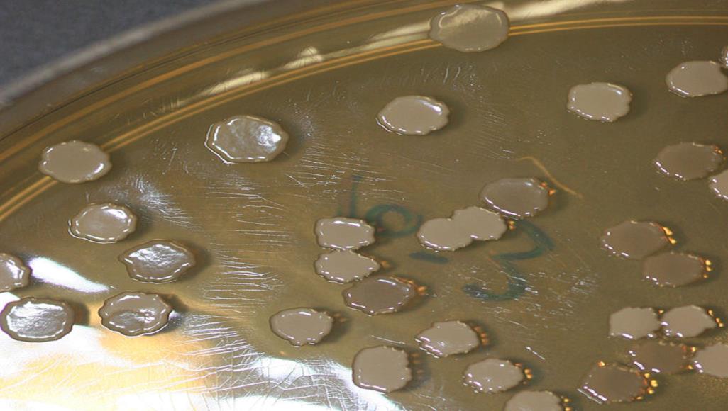 الباحثون استخدموا الضوء لطباعة "ذاكرة" على الغلاف الحيوي للبكتيريا "العصوية الرقيقة" (ويكيبيديا)