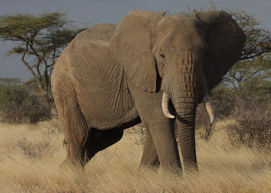 صور ومعلومات عن الفيل الأفريقي - المرسال