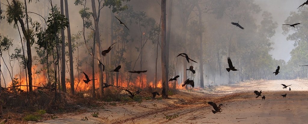 طيور النار و حرائق أستراليا