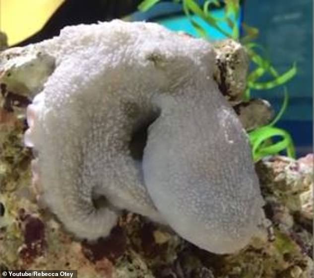 In footage captured the octopus at a zoo in Colorado - looking pale white at the start of the video and changing its skin colour over a minute to match the coral reef it is lying on