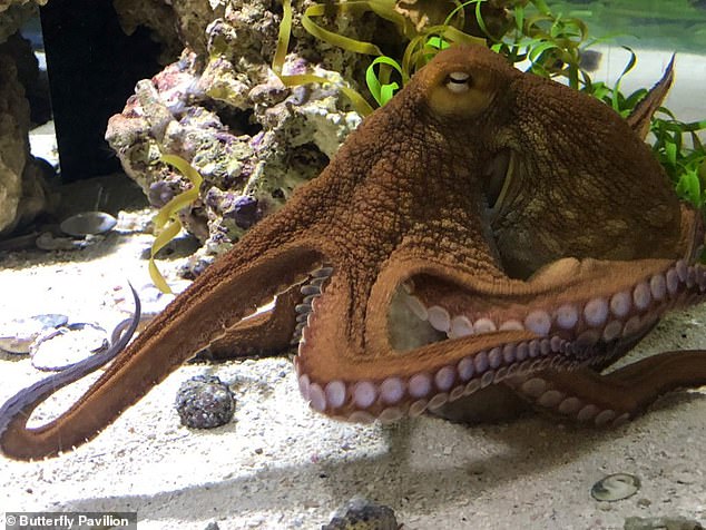 Butterfly Pavilion announced a naming contest for the new Octopus vulgaris (pictured), also known as the common octopus. The zoo is asking visitors to submit names to the new octopuses residing on its website.