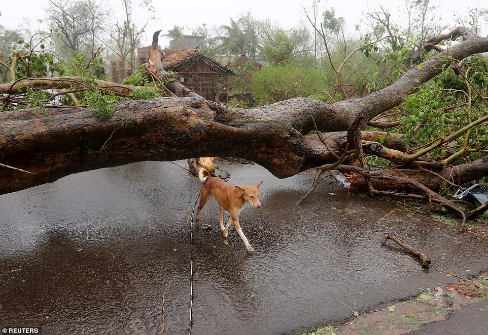 A dog walks under an uprooted tree following Cyclone Fani in Khordha district, in the eastern state of Odisha, India, May 3