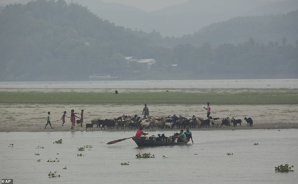The cattle convenes at the other side of the flooded river Brahmaputra in Gauhati, India, Friday, May 3