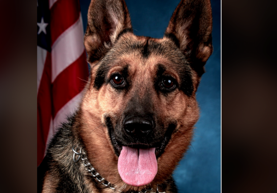 أمريكا: كلب بوليسي يقود الشرطة لضبط كوكايين بقيمة 600 ألف دولار