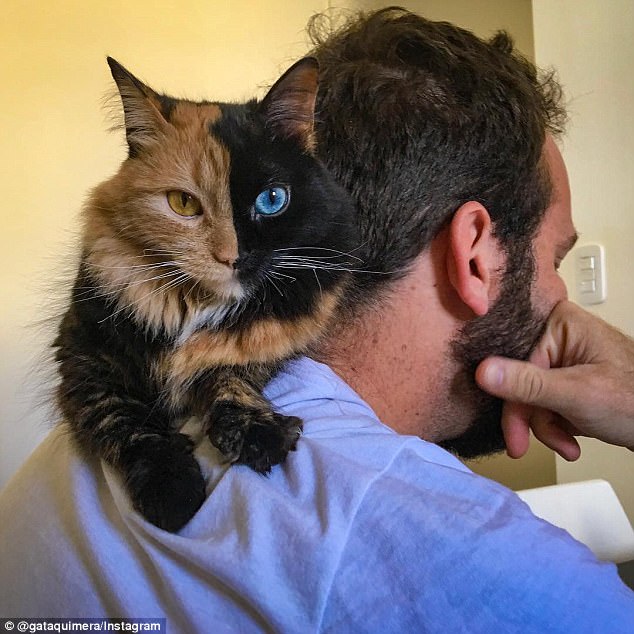 A shoulder to lean on: Quimera is a chimera cat, meaning she is technically made up of two different cats