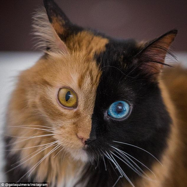 Two-faced: Quimera the cat has gained thousands of followers online for her striking looks