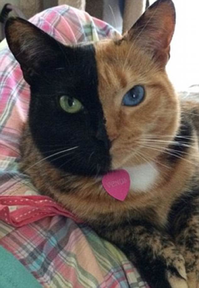 Could be sisters: The most famous chimera cat is Venus (pictured) who has more than 1.4 million Instagram followers