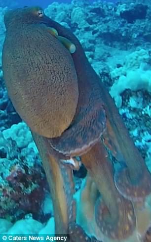 The colour change of the octopus is an ability that has evolved over thousands of years to help avoid detection from preators
