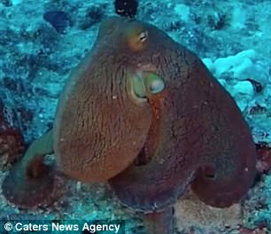 The darker pigmentation of the octopus will allow it to better blend in with certain environments, including in deeper water