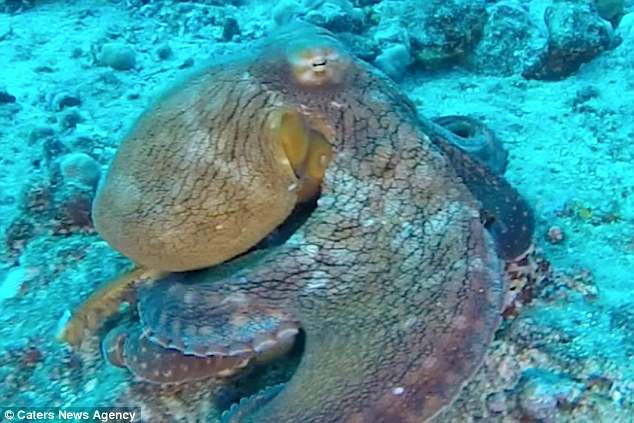 Octopuses are considered one of the most intelligent marine animals and have evolved to be able to detect ultrasound waves from the Earth before a volcanic eruption as many of the animals live near the volcano on Italian island Stromboli