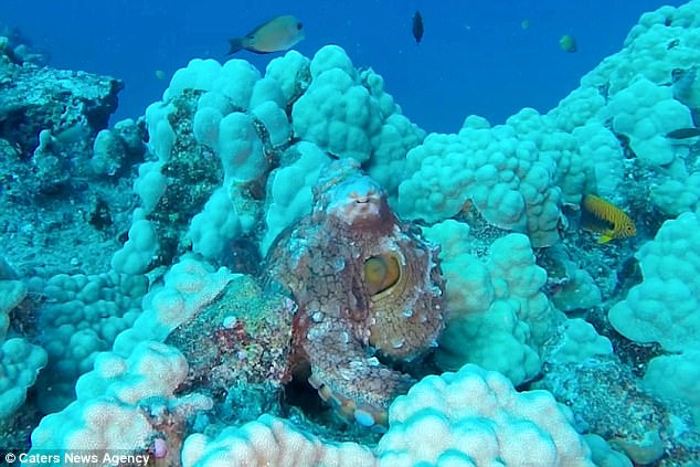 The combination of a change in colour and in texture makes the octopus almost indistinguishable from the coral reef. Bleaching of coral reefs has caused a significant decline to biodiversity of ecosystems 