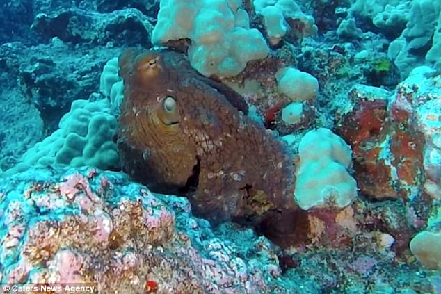 Octopuses are part of the family 'cephalapods' and many of these animals have special cells called chromataphores in their skin. These change colour to blend in with the environment and help the animal hide 