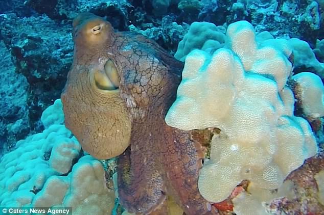 The creature was seen changing colour as it swims, one of the methods of defence for the unique animals. A native scuba diver spotted the animal and said he saw it 'lying right out in the open'