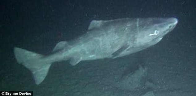 Greenland sharks are incredibly hard to find and even harder to study. Incredible footage from a research programme has seen nearly 150 of the mysterious animals in the Canadian arctic 