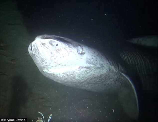 Until now, most of what we knew about Greenland sharks came from the historical records of commercial landings. They were fished in the North Atlantic for their oily livers until 1960