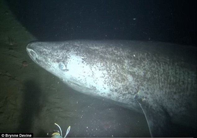Due to their sluggish and seemingly lethargic behaviour, the Greenland shark is part of the family of 'sleeper sharks'. Despite being remarkably slow swimmers and effectively blind, thanks to eye parasites, the Greenland shark is one of the Arctic's top predators