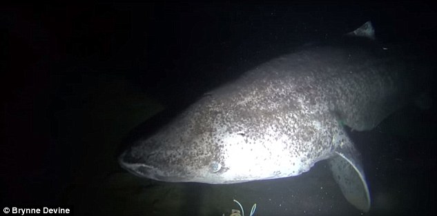 Recently captured footage shows some of the first underwater video footage of Greenland sharks in the Canadian Arctic. These rare animals do not reproduce until they are 150 years old 