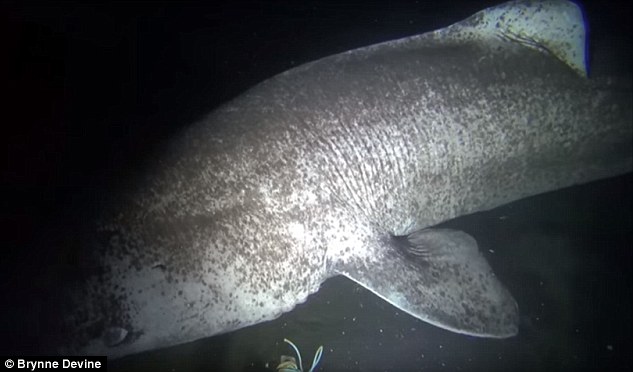 Scientists know little about Greenland sharks living in the unfished waters of the eastern Canadian Arctic. To help collect information on sharks residing in this region, scientists baited cameras with squid and dropped them into the deep waters of Nunavut