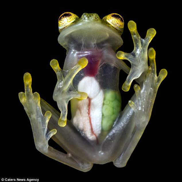 The internal organs of a glass frog are revealed in these photographs. The green balls are eggs that the female will later lay 