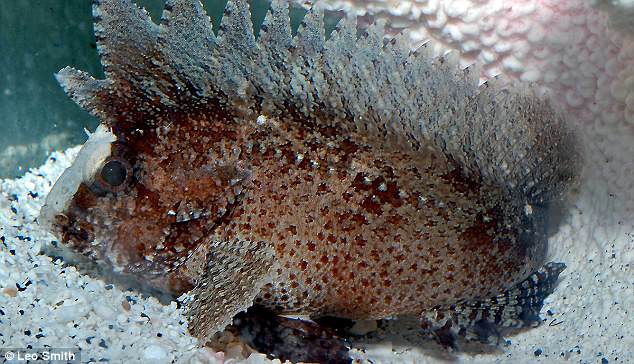 They¿re said to be among the deadliest fish in the world, packing a potent venom in their spiny dorsal fins that¿s strong enough to kill a human. And, the stonefish family has just gotten even scarier. Scientists have discovered they're also equipped with 'switchblades'