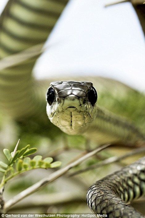 A boomslang's venom is hemotoxic which destroys red blood cells and causes tissue and organ degeneration. The venom is slow acting and, if left untreated, can cause internal bleeding and bleeding from the nose, mouth and other orifices