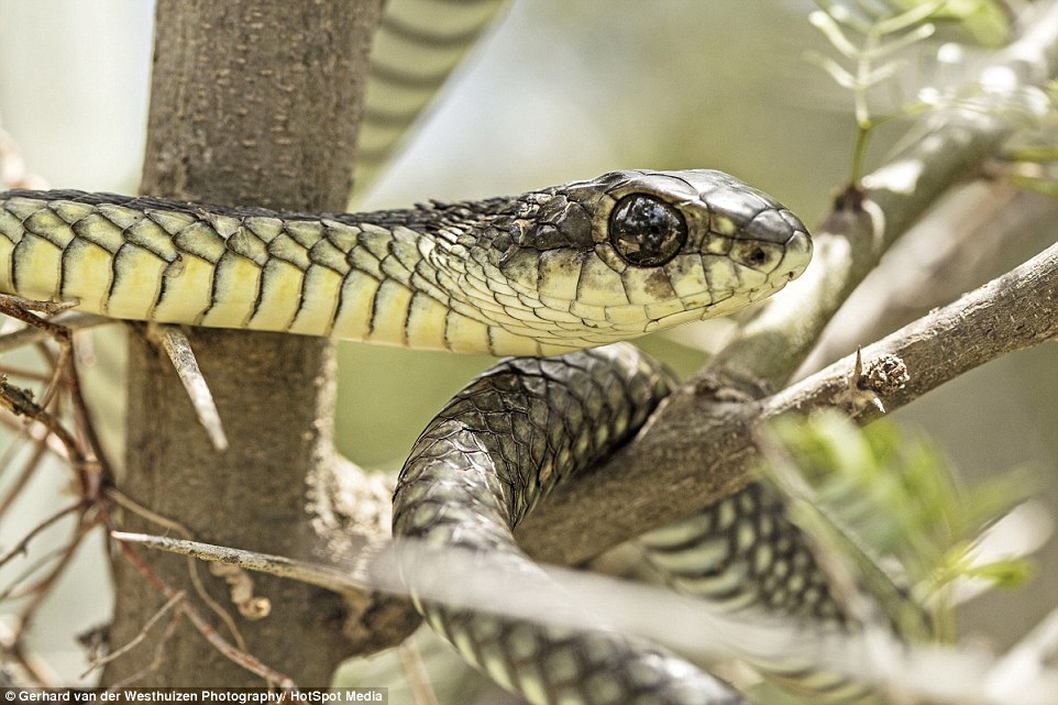Living and working in the bush, Gerhard has come across boomslang many times and is extremely comfortable being close to these dangerous animals. He often handles them with just his bare hands - much to his wife's dismay