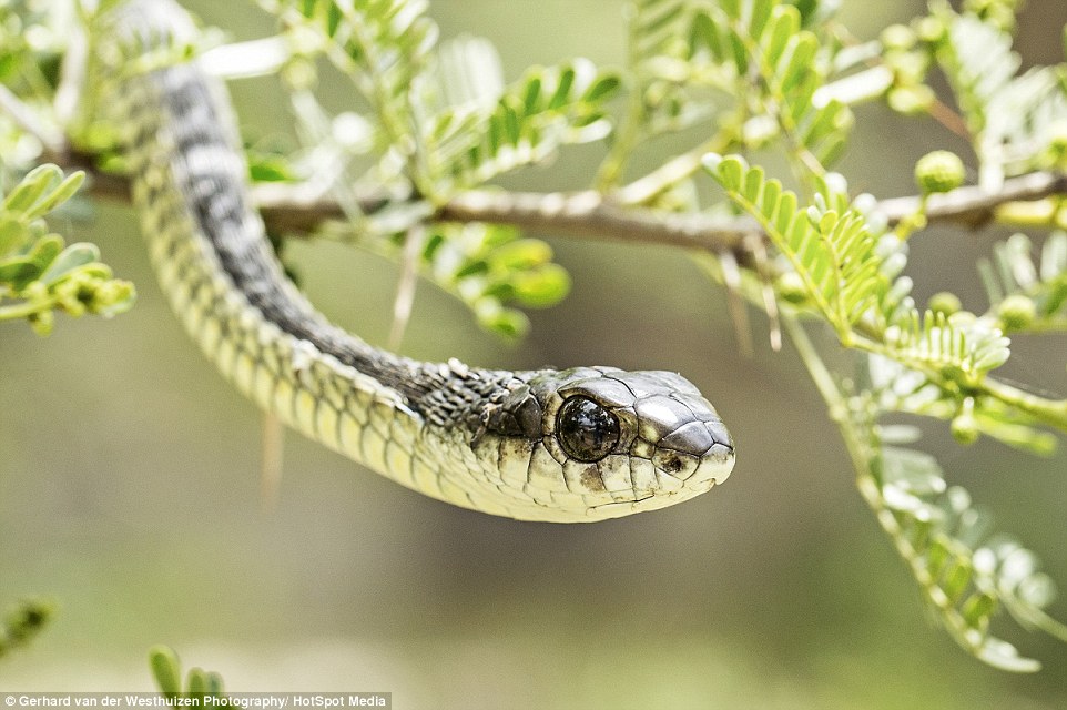 Gerhard, who has been an amateur photographer for the last four years, was called to remove the boomslang from the garden of the lodge where he lives. He picked up the snake with his bare hands and moved it to a nearby bush, before deciding to snap a few images