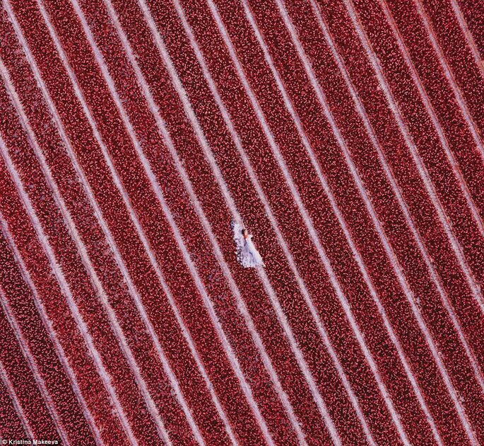 A model wearing a lavender dress is almost barely visible in this aerial shot capture in a hyacinth field in Holland