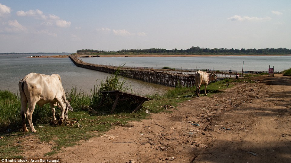 Last year, a permanent concrete bridge was built by the Cambodian government further up stream, leading to fears the bamboo crossing would not return