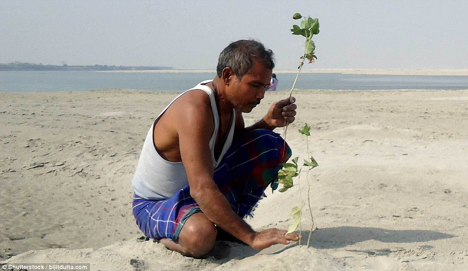 The father-of-three spent years secretly planting trees until he was accidentally discovered by photo journalist and wildlife enthusiast Jitu Kalita in the autumn of 2007