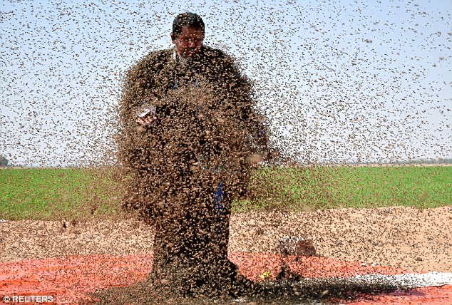 In this picture, Fatani, who has collected bees for more than three decades, waits patiently while bees swarm towards him