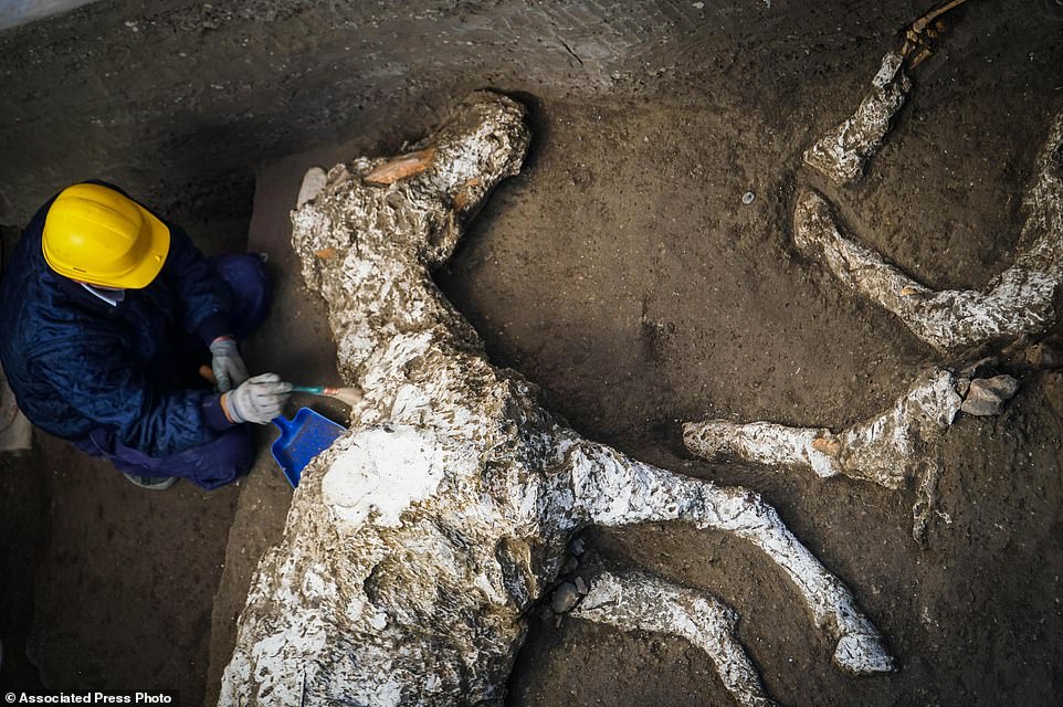 An archaeologist inspects the remains of a horse skeleton in the Pompeii archaeological site. The animal was found with its harness attached 
