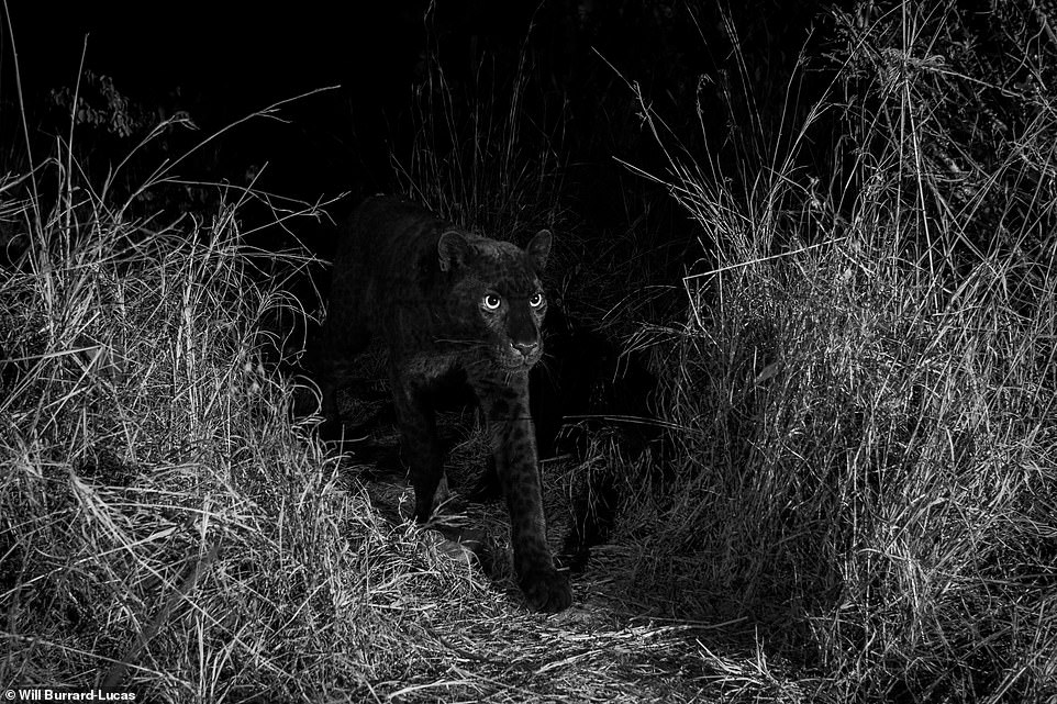 Nicholas Pilfold PhD, a biologist with San Diego Zoo Global who is currently researching leopards at the Loisaba Conservancy and helped Burrard-Lucas with his photography project, confirmed that the recent on-camera sighting was extremely rare