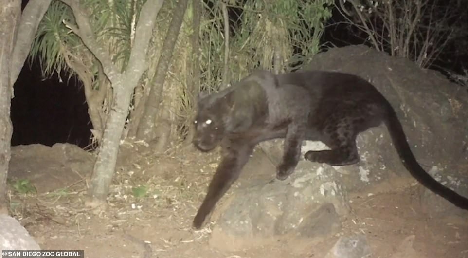 DrÂ Pilfold said: 'We had always heard about black leopard living in this region, but the stories were absent of high quality footage that could confirm their existence.' This grab from San Diego Zoo's video shows the black leopard clambering over rocks. The video footage was shot over a period of a year