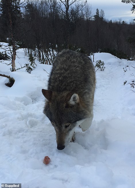 Shive fed wild wolves frozen meatballs at Langedrag Nature Park