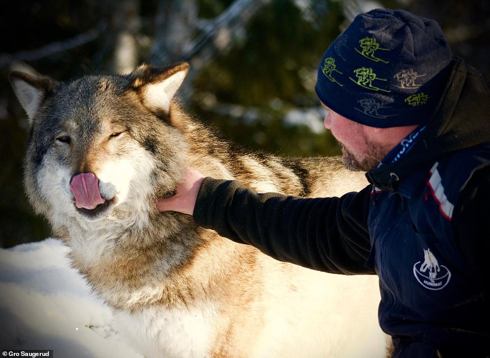 Frank pets a wolf at Langedrag Nature Park. 'Dogs are our most popular pet. These are their ancestors, the first dogs,' Frank said. Frank said raising wolves is similar to raising dogs except they grow much faster. A wolf can reach mature size in six months