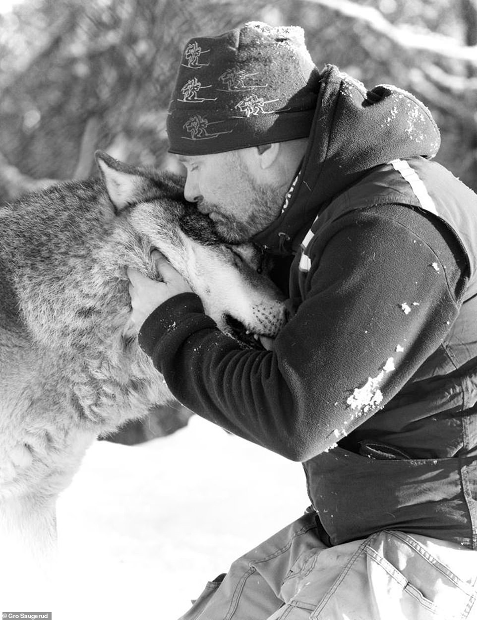 'I feel so lucky to have a relationship with these amazing animals and see them everyday,' Frank said. He shares a tender moment with a wolf from his pack at Langedrag Nature Park