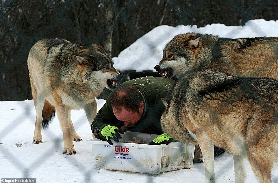 What big teeth you have! Frank pretends to eat and the wolves wait for him to finish while snarling at each other at Langedrag Park. Frank thinks wolves get a bad reputation from fairy tales and popular myths. He likes to educate people about their softer side
