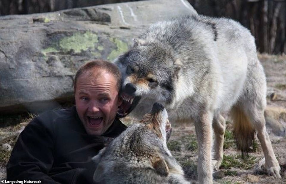 Frank Andre Soma has been a predator specialist for 21 years. He's pictured here with wolves at Langedrag Nature Park in the snowy countryside of Tunhovd