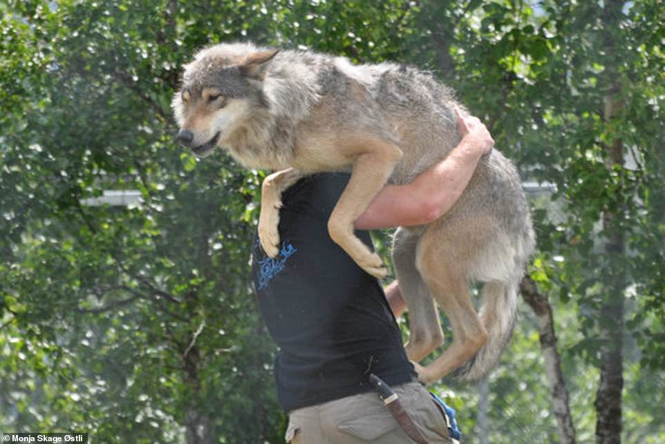 Need a lift? Frank carries a wolf over his shoulder. They typically weigh 32-59 kilograms. This photo was taken at Langedrag Nature Park