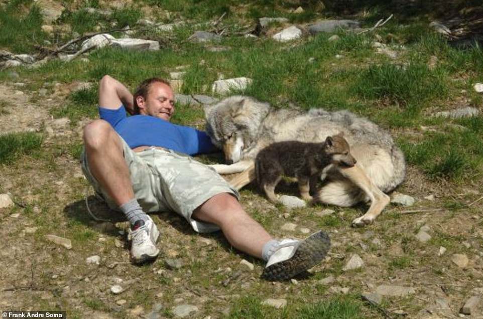 Pack mentality: Frank sits with Varg when he was a puppy and Embla, a female wolf who once attacked him. Varg, Irgas and the late Ask came to his rescue when she attacked him at Langedrag