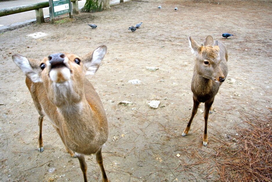 Sika Deer Nara Japan