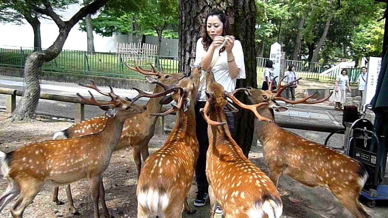 ÙØªÙØ¬Ø© Ø¨Ø­Ø« Ø§ÙØµÙØ± Ø¹Ù âªTodaiji Temple and Sika Deer of Nara Park, Japan | SciTech Cultureâ¬â