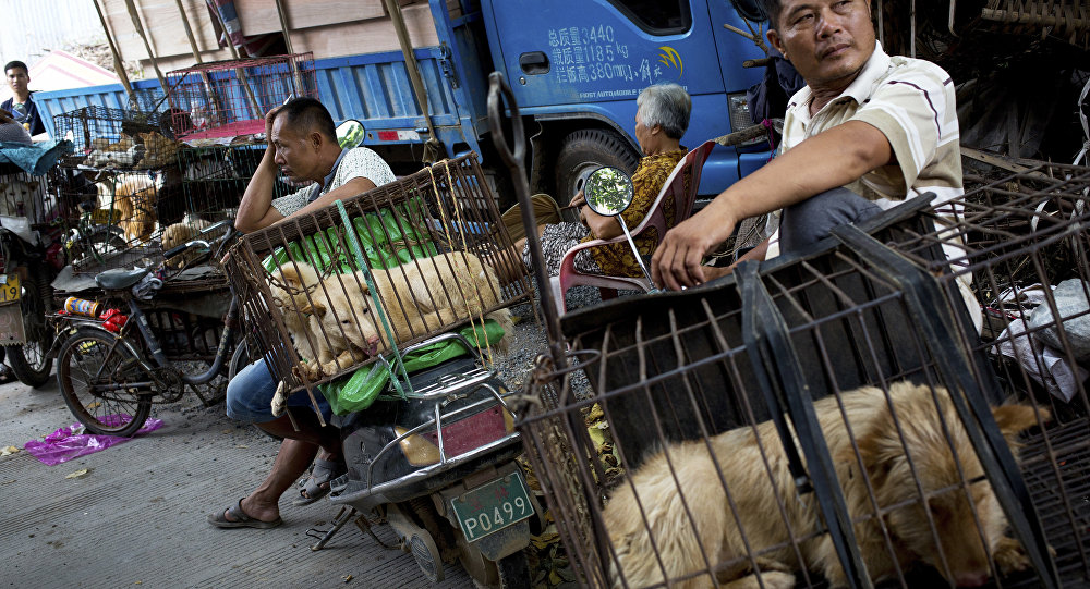 Vendors wait for buyers next to the dogs in cages for sale at a market ahead of a dog meat festival in Yulin in south China's Guangxi Zhuang Autonomous Region