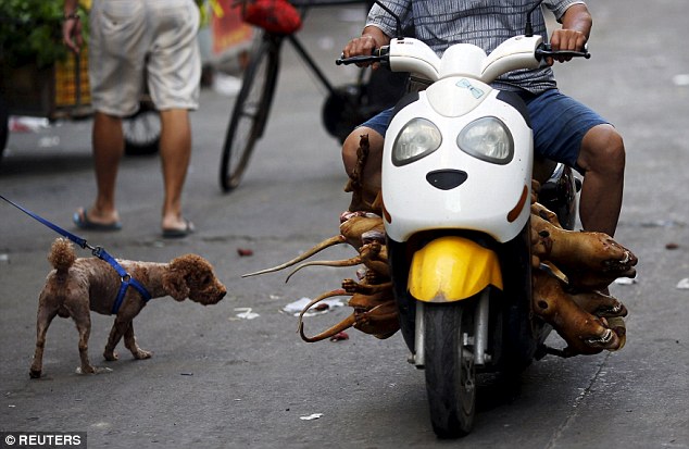 Off to market: A man loaded butchered dogs drives past a pet dog at a dog meat market ahead of a local dog meat festival in Yulin