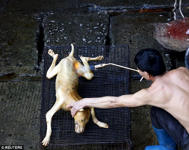 Cooked: A butcher grills a butchered dog at a slaughter house at a dog meat market in Yulin