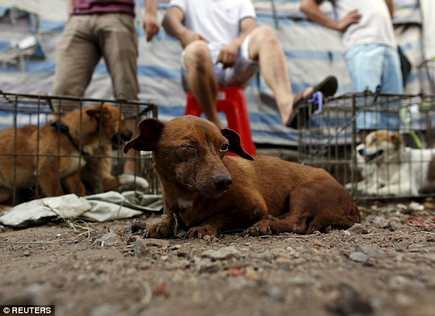 Poor conditions: A dog with a weeping eye lies at the Dashichang dog market before Yulin's meat festival